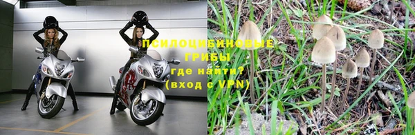прущие грибы Алзамай